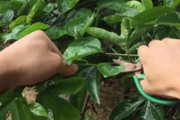 种植黄金百香果有哪些注意事项，树枝徒长需及时进行修剪