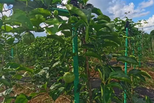 种植黄金百香果有哪些注意事项，树枝徒长需及时进行修剪