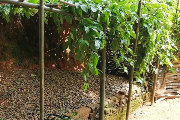 种植黄金百香果有哪些注意事项，树枝徒长需及时进行修剪