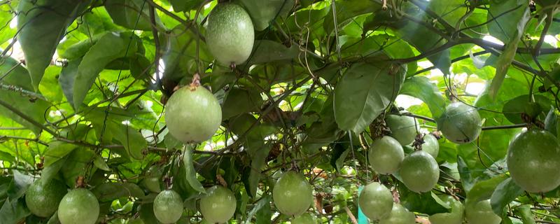 种植黄金百香果有哪些注意事项，树枝徒长需及时进行修剪