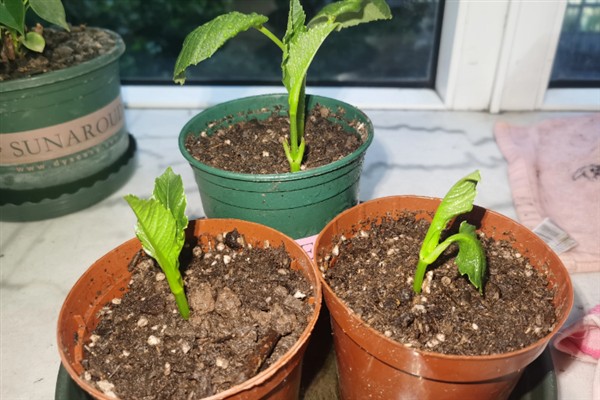 大丽花的矮化方法，对植株摘心、喷施矮壮素可以控制株高