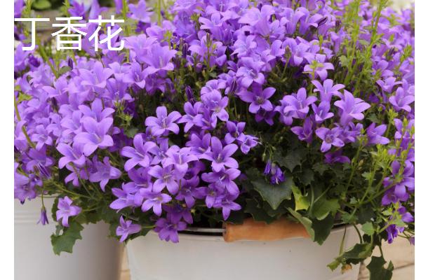哪些花卉适合养在家里，常见绿萝、吊兰、玫瑰花等品种