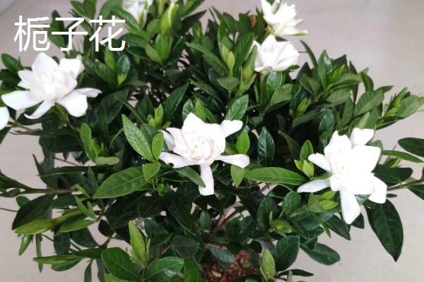 哪些花卉适合养在家里，常见绿萝、吊兰、玫瑰花等品种