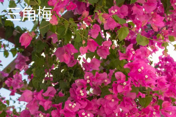 哪些花卉适合养在家里，常见绿萝、吊兰、玫瑰花等品种