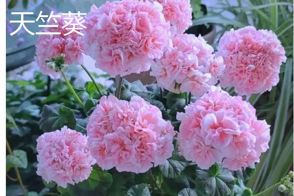 哪些花卉适合养在家里，常见绿萝、吊兰、玫瑰花等品种