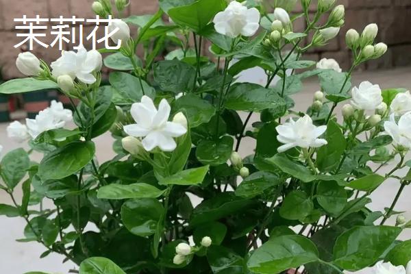哪些花卉适合养在家里，常见绿萝、吊兰、玫瑰花等品种