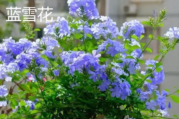 哪些花卉适合养在家里，常见绿萝、吊兰、玫瑰花等品种