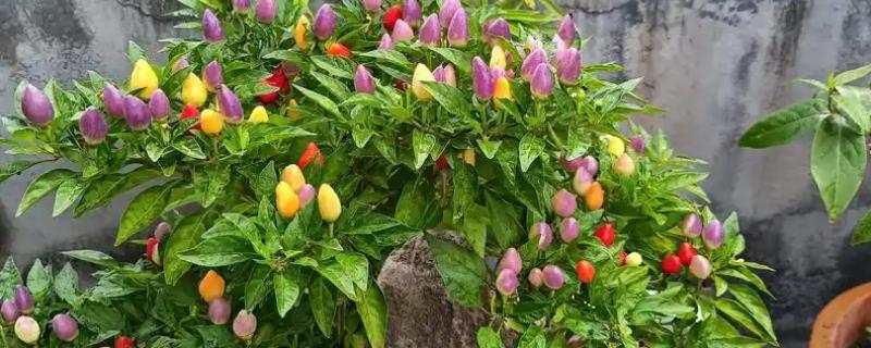 怎么养小辣椒花，适合生长在较为湿润的环境中