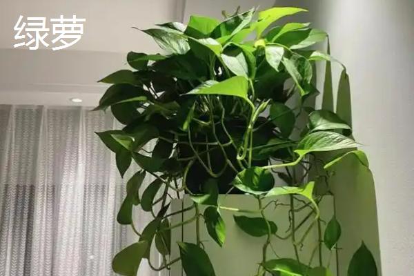 哪些花卉适合养在家里，常见绿萝、吊兰、玫瑰花等品种