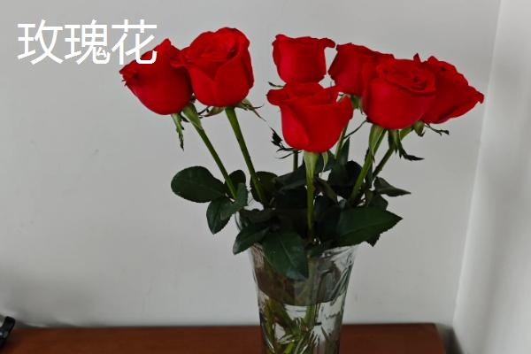 哪些花卉适合养在家里，常见绿萝、吊兰、玫瑰花等品种