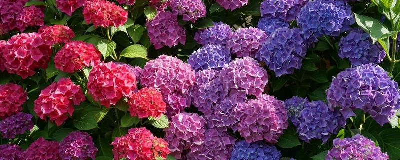 绣球花简介，其花朵类似于球形