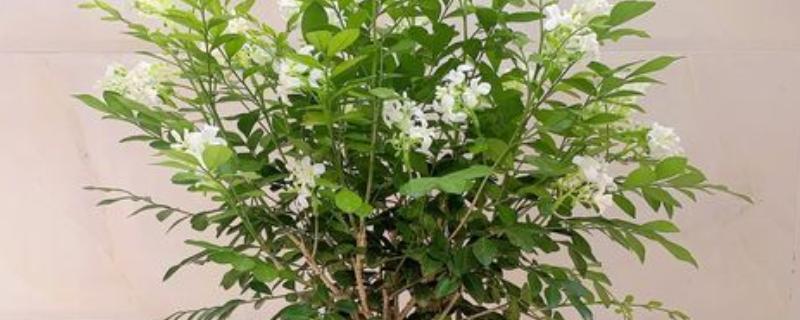 九里香的开花时间，花期一般为4月份左右