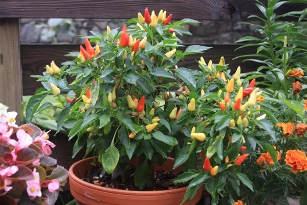 怎么养小辣椒花，适合生长在较为湿润的环境中