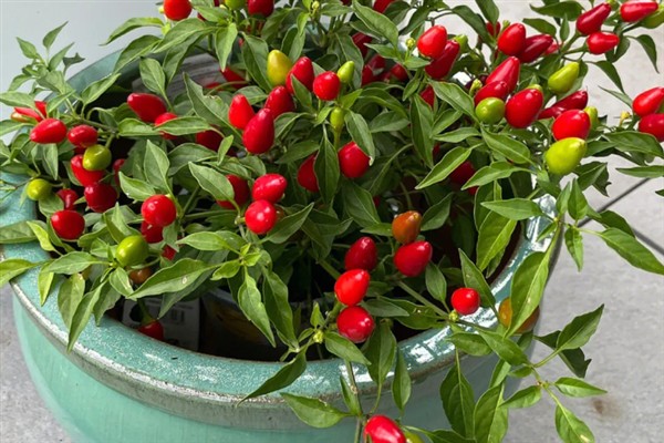 怎么养小辣椒花，适合生长在较为湿润的环境中