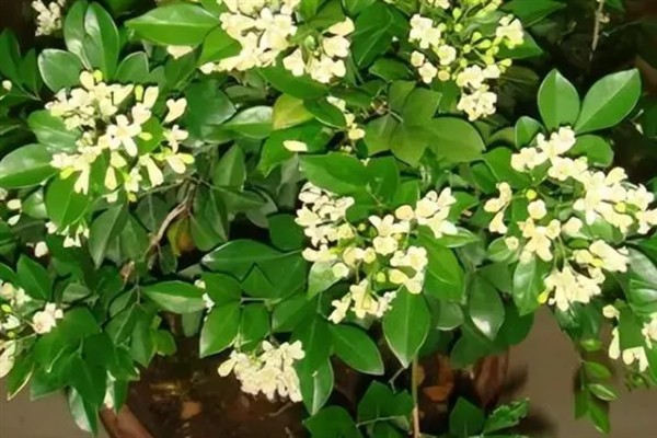 九里香的开花时间，花期一般为4月份左右