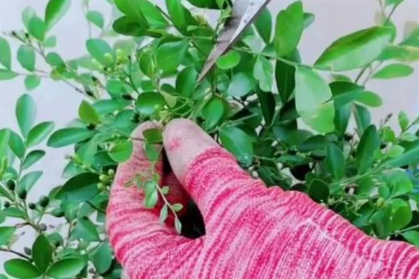 九里香的开花时间，花期一般为4月份左右