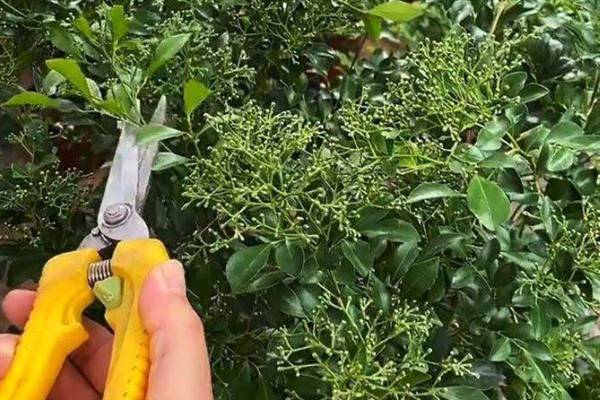 九里香的开花时间，花期一般为4月份左右