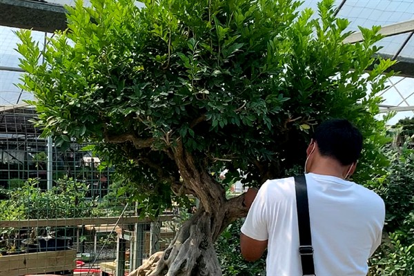 九里香的开花时间，花期一般为4月份左右