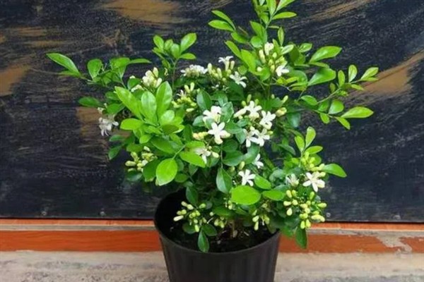 九里香的开花时间，花期一般为4月份左右