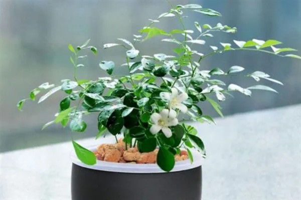 九里香的开花时间，花期一般为4月份左右