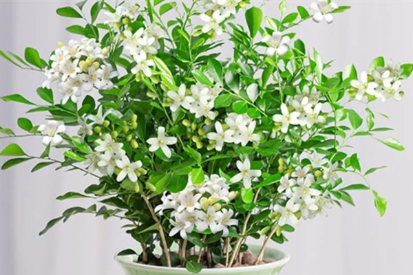 九里香的开花时间，花期一般为4月份左右
