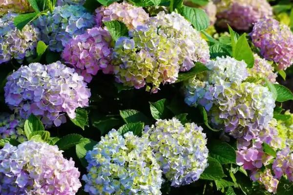 绣球花简介，其花朵类似于球形