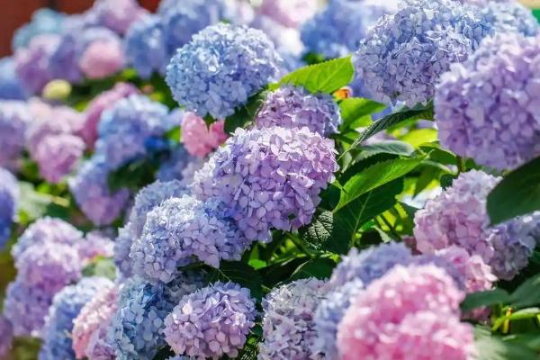 绣球花简介，其花朵类似于球形