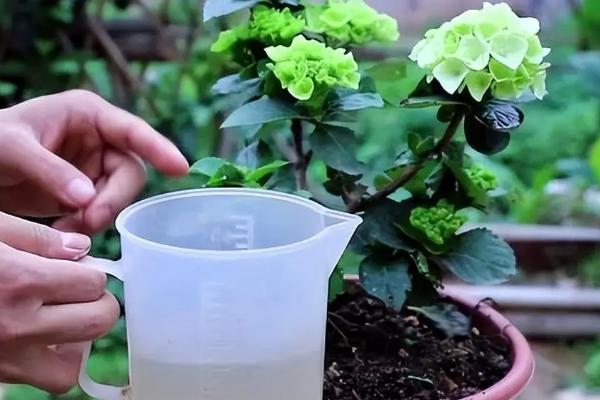 绣球花简介，其花朵类似于球形
