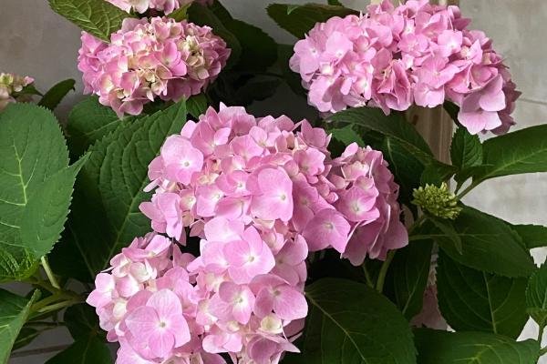 绣球花简介，其花朵类似于球形