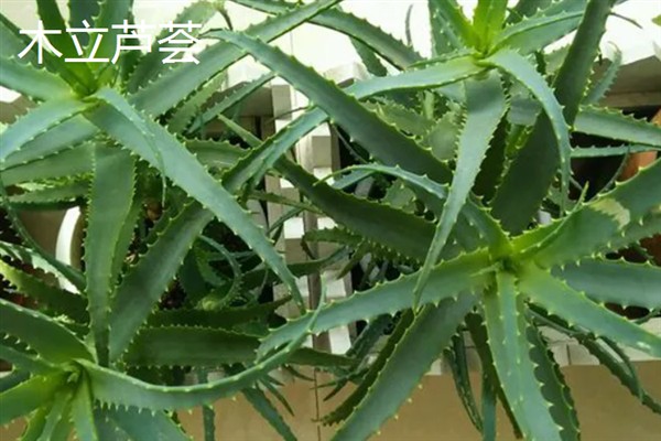 芦荟的常见品种，有库拉索芦荟、木立芦荟等