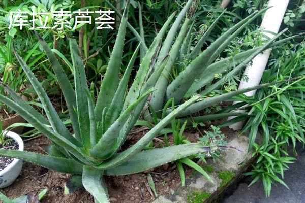 芦荟的常见品种，有库拉索芦荟、木立芦荟等