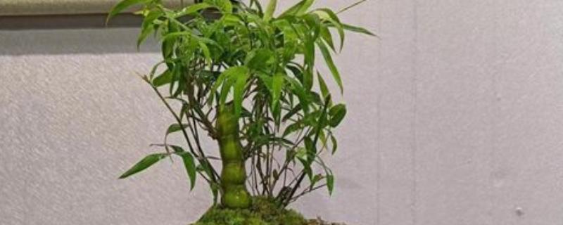 佛肚竹如何修剪，不同生长时期的修剪方式不同