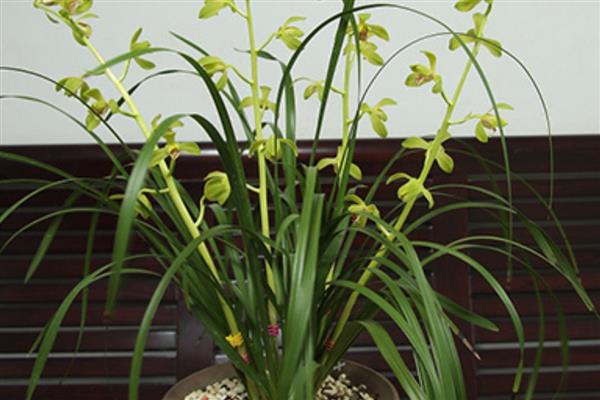 蕙兰花怎么养殖，要为其提供湿润的环境