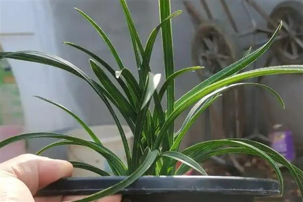 蕙兰花怎么养殖，要为其提供湿润的环境