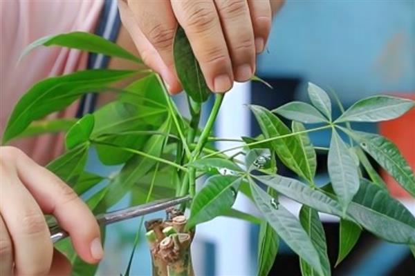 小发财树的修剪方式，需在春秋季节进行