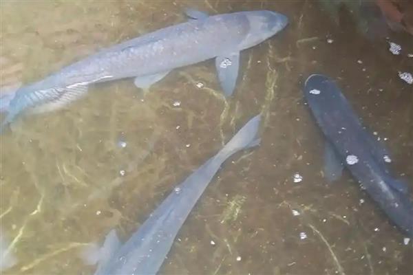 青鱼人工养殖管理技术，水深在2.5-3米左右