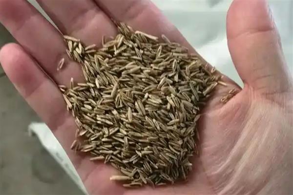 结缕草种子一平方可以种多少，每平方需要7-10克种子