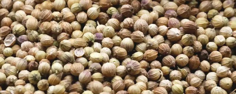 香菜种子的形状，种子呈双圆形