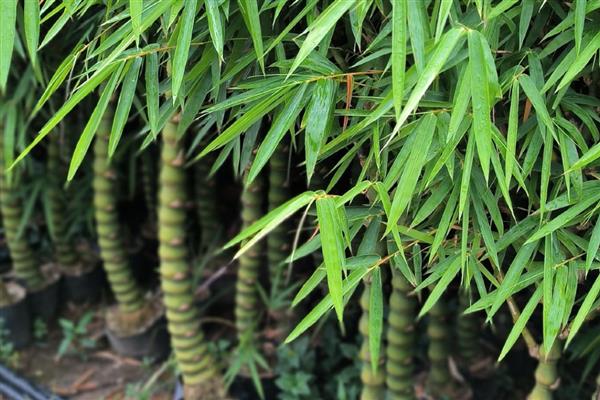 佛肚竹如何修剪，不同生长时期的修剪方式不同