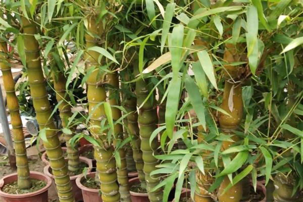 佛肚竹如何修剪，不同生长时期的修剪方式不同