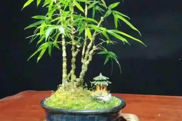 佛肚竹如何修剪，不同生长时期的修剪方式不同