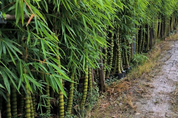 佛肚竹如何修剪，不同生长时期的修剪方式不同