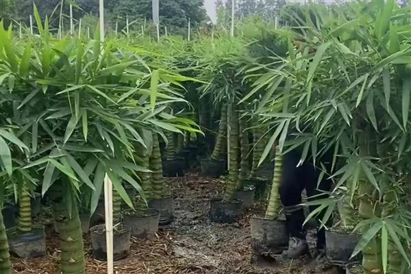 佛肚竹如何修剪，不同生长时期的修剪方式不同