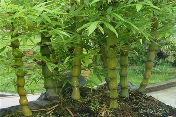 佛肚竹如何修剪，不同生长时期的修剪方式不同