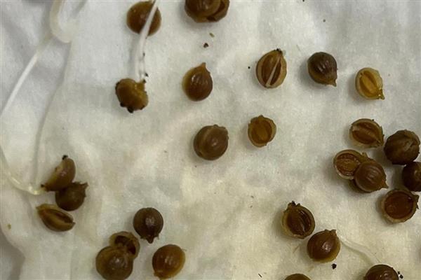 香菜种子的形状，种子呈双圆形