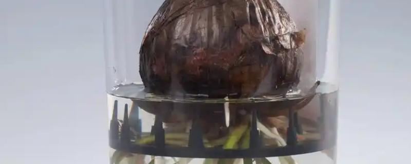 朱顶红能水培吗，可以水培养殖