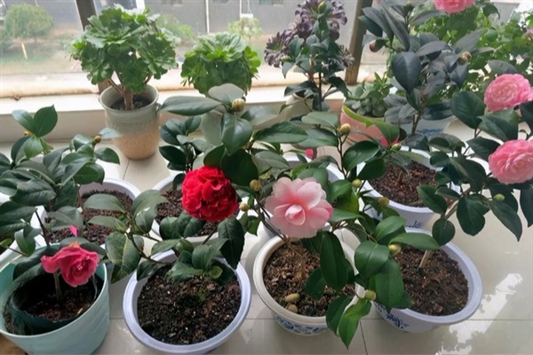 为什么茶花叶芽老不长，可能是光照不当或温度不当所致