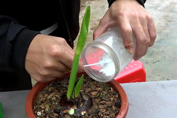 让朱顶红开花的方法，使用磷酸二氢钾可促进花朵开放