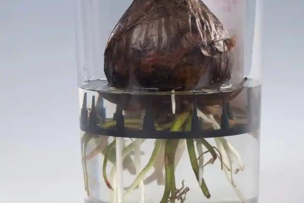 朱顶红能水培吗，可以水培养殖