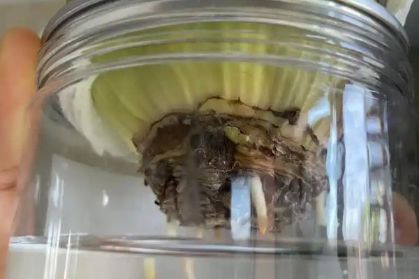 朱顶红能水培吗，可以水培养殖